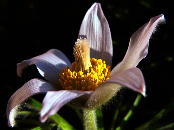 Bel Colpo Botanico Carta Parati Naturale — Foto Stock