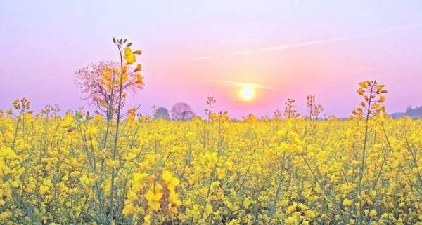 農業用菜の花畑黄色の植物 — ストック写真