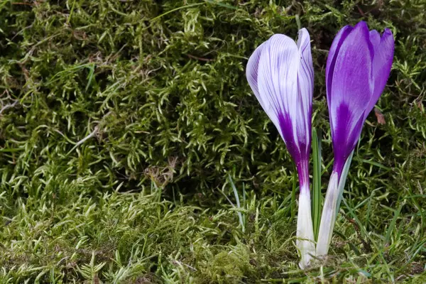 牧草地の堆積物春の花の花びら — ストック写真