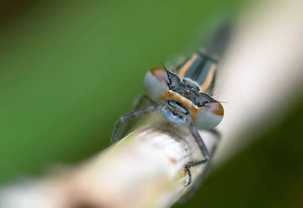 Insekten Flora Und Fauna Der Libellen — Stockfoto