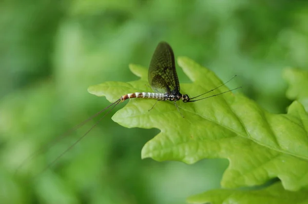 Nahaufnahme Von Wanzen Der Wilden Natur — Stockfoto