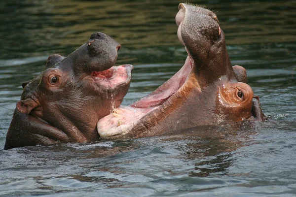 Hipopotamowe Zwierzę Ssaka Hipopotam — Zdjęcie stockowe