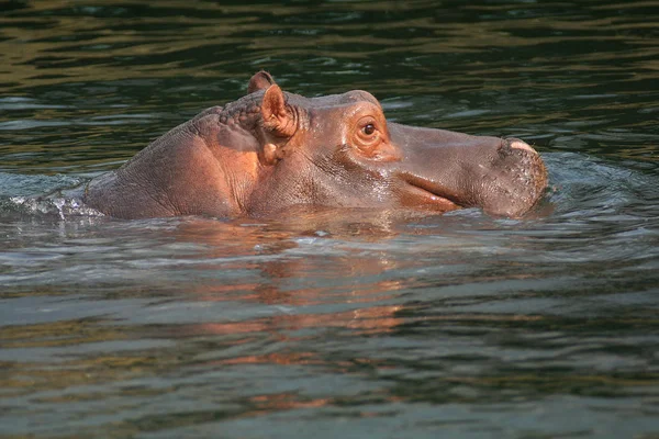 Mamíferos Hipopótamos Animales Hipopótamos —  Fotos de Stock