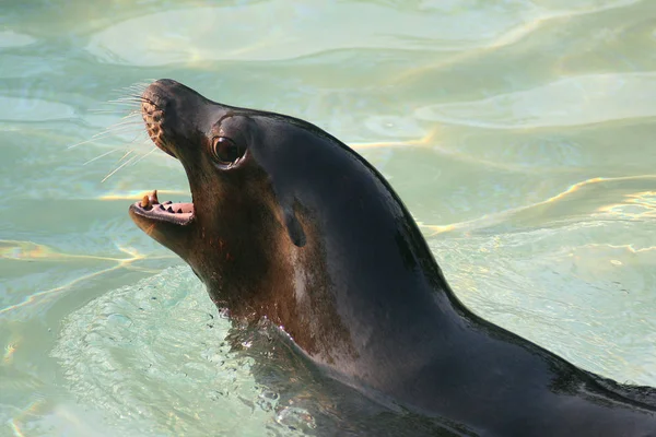 Carino Leone Marino Animale Marino — Foto Stock