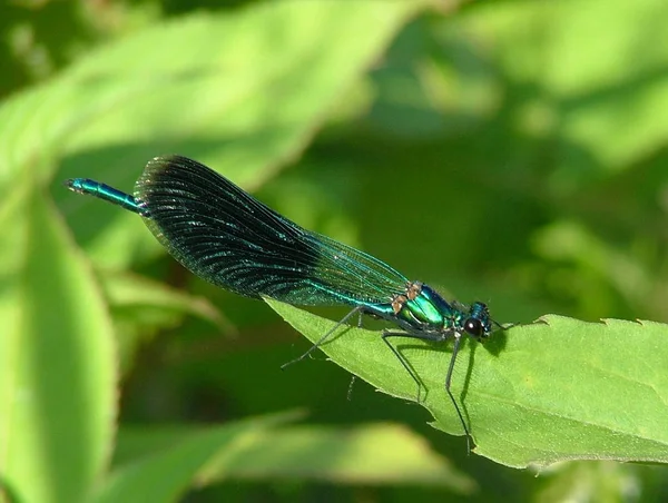 Primo Piano Macro Vista Insetti Libellula — Foto Stock