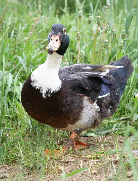 Vogelbeobachtung Ente Wilder Natur — Stockfoto