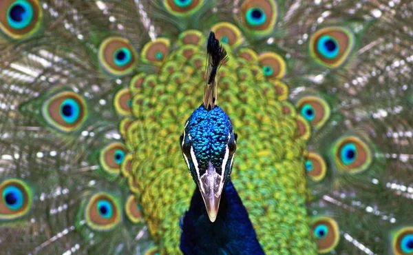 Pfauenvogel Bunte Federn — Stockfoto