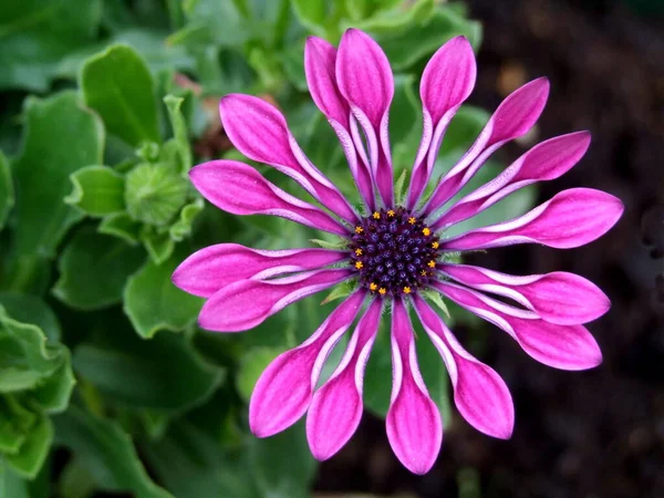 Schöne Blühende Blumen Natur Hintergrund — Stockfoto