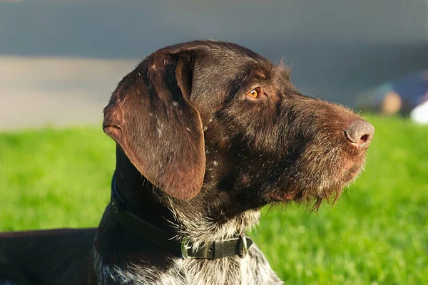 Portrait Chien Mignon — Photo