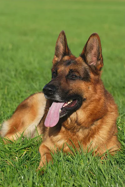 Retrato Lindo Perro — Foto de Stock