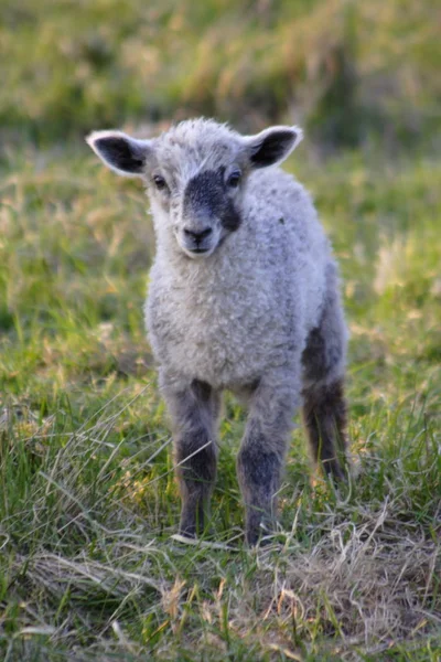 Unga Djur Selektivt Fokus — Stockfoto