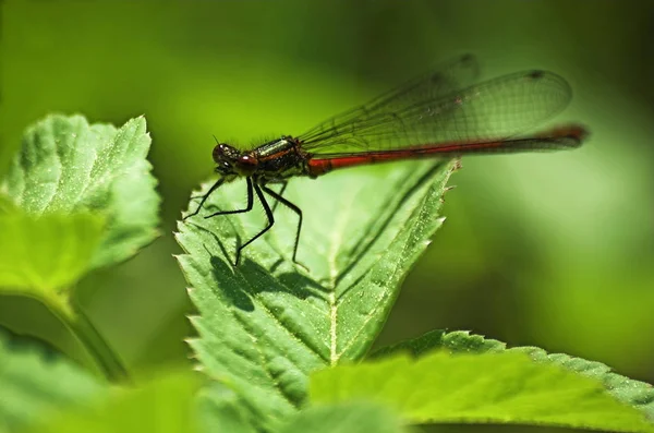 Vista Macro Primer Plano Del Insecto Libélula — Foto de Stock