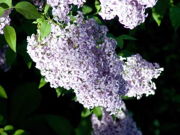 Piękne Botaniczne Ujęcie Naturalna Tapeta — Zdjęcie stockowe