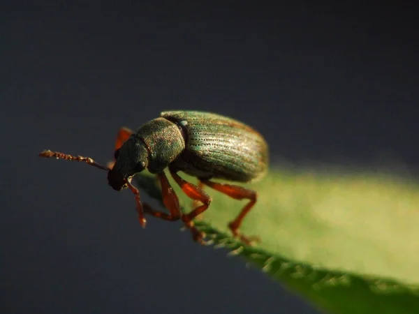 Nahaufnahme Von Wanzen Der Wilden Natur — Stockfoto