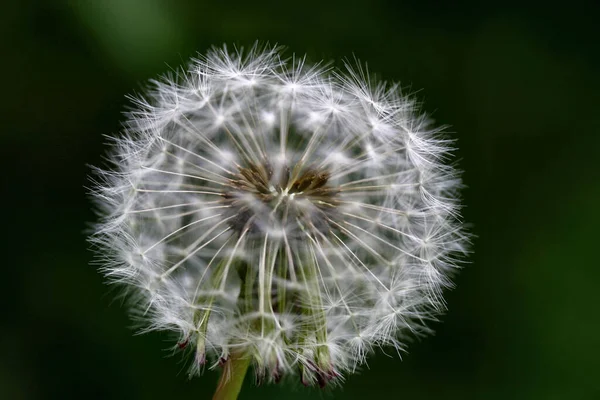 Maskros Sommarväxt Blomma Flora Naturen — Stockfoto