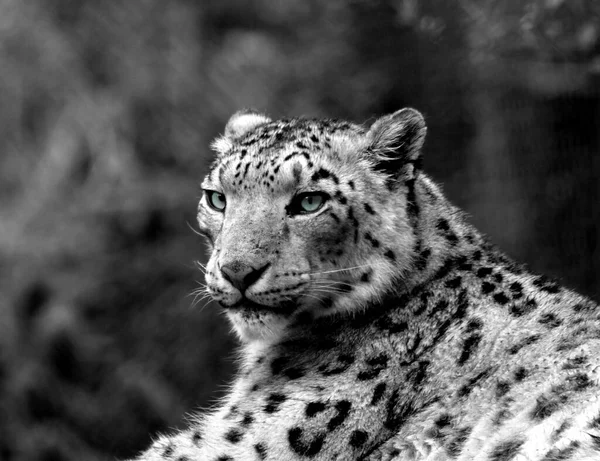 Leopardo Neve Gato Animal Predador — Fotografia de Stock