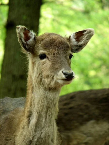 Animali Giovani Attenzione Selettiva — Foto Stock