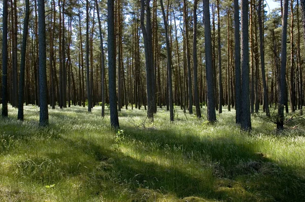 Landschappelijk Uitzicht Flora Wilde Bossen — Stockfoto