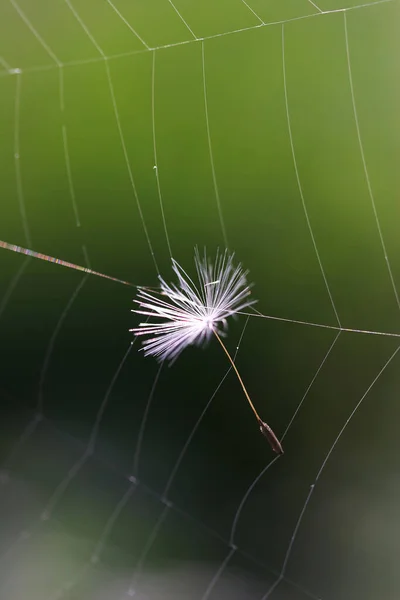 거미줄 — 스톡 사진