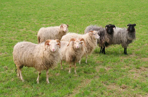 Woher Kommen Zwei Schwarze Schafe — Stockfoto