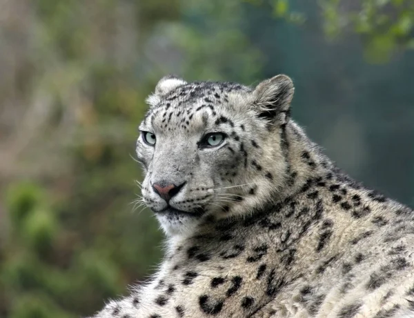 Gepardkatt Leoparddjur Vildkatt — Stockfoto