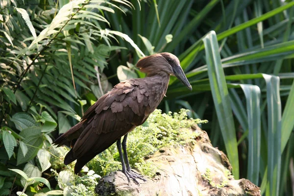 Scopus Umbretta Tot Grote Ciconiiformes Die Ook Wel Schaduwvogel Wordt — Stockfoto