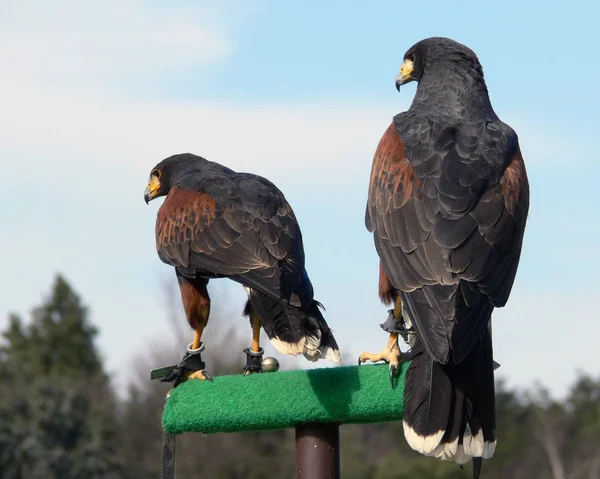 Schilderachtig Uitzicht Prachtige Vogel Natuur — Stockfoto