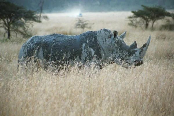 Носоріг Озерному Національному Парку Накуру Кенія — стокове фото