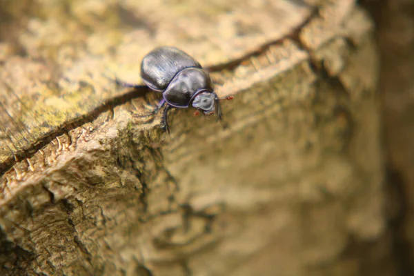 Küçük Bok Böceğinin Yakın Görüntüsü — Stok fotoğraf