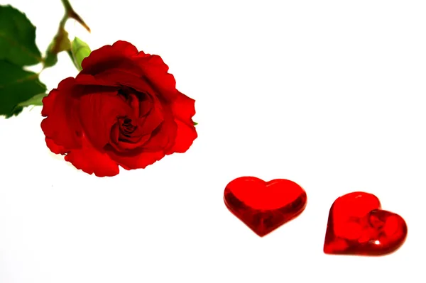 Deux Cœurs Avec Une Rose — Photo