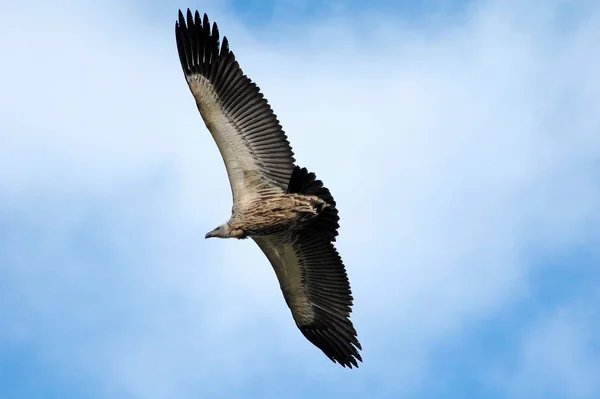 Schilderachtig Schot Van Vogel Outdoor Scene — Stockfoto