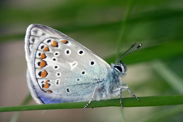 Widok Bliska Piękny Kolorowy Motyl — Zdjęcie stockowe