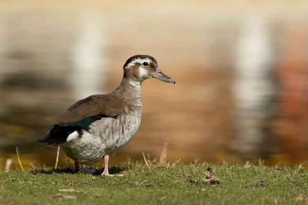 Schilderachtig Uitzicht Prachtige Vogel Natuur — Stockfoto