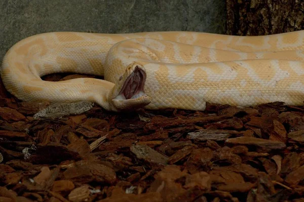 View Majestic Wild Python Snake — Stock Photo, Image