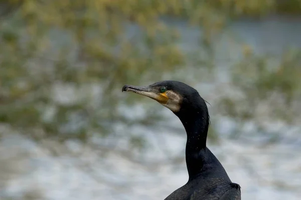 Schilderachtig Uitzicht Prachtige Aalscholver Vogel Natuur — Stockfoto