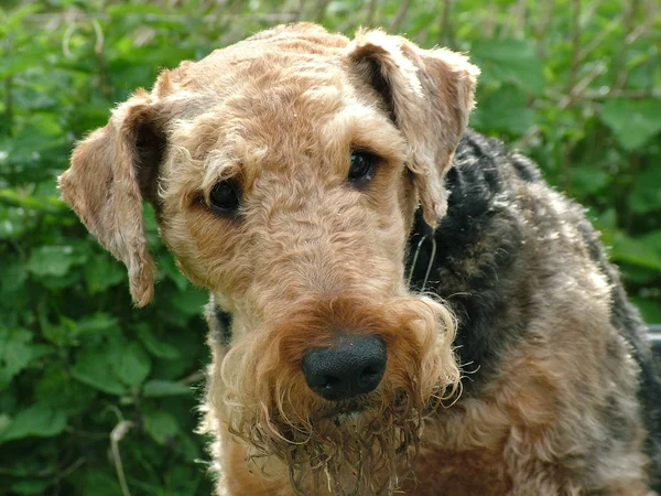 Airedale Terrier Cão Encaracolado Marrom — Fotografia de Stock