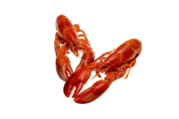 Lobster Sea Food Animal — Stock Photo, Image