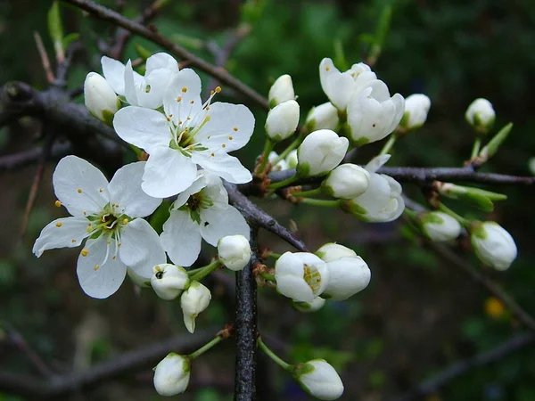Les Buissons Aubépine Fleurissent Relativement Tôt Plutôt Courts Mais Beaux — Photo
