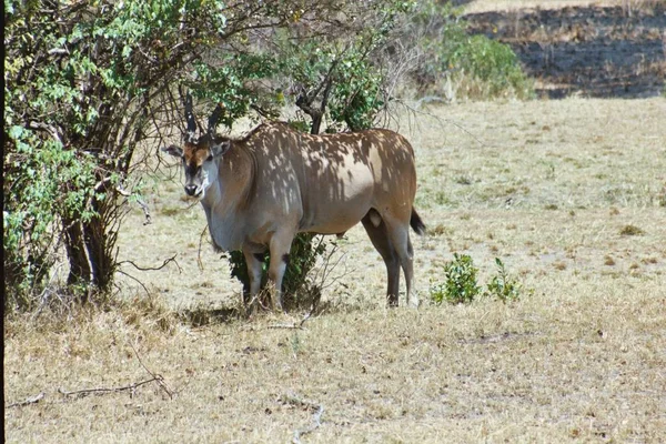 Antilope Wildtier Tierwelt — Stockfoto