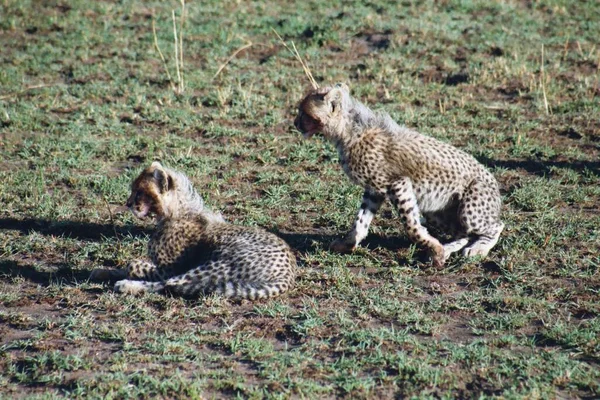 Dois Cheetahs Menino Masai Mara Kenya — Fotografia de Stock