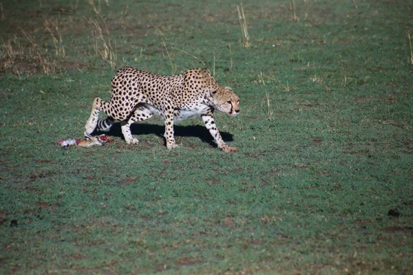 Hayvanat Bahçesi Savannah Bitkisinin Manzarası — Stok fotoğraf