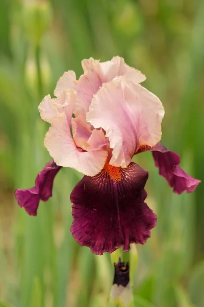 Vue Panoramique Belle Fleur Iris — Photo