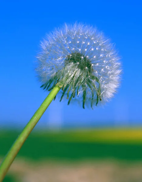 Flores Planta Verano Dandelion Flora Naturaleza —  Fotos de Stock