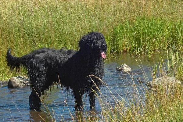 Portret Van Een Schattige Hond — Stockfoto