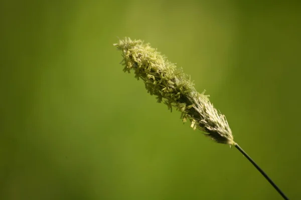 Beautiful Botanical Shot Natural Wallpaper — Stock Photo, Image