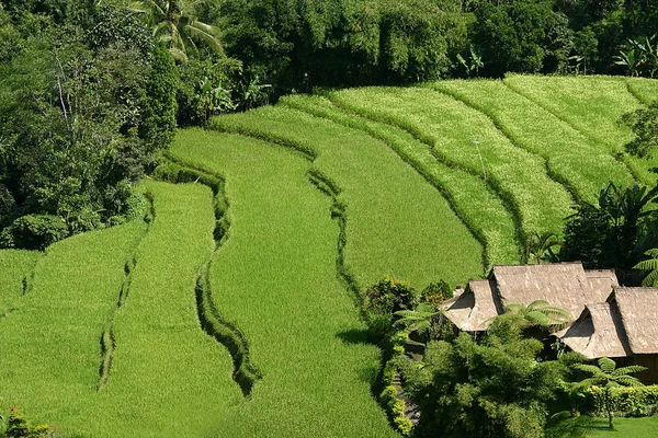 Рисовые Террасы Бали Просто Прекрасны Пышная Зелень Действительно Хороша Людей — стоковое фото
