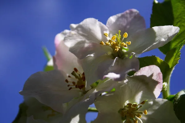 Les Fleurs Pomme Les Fleurs Sur Les Branches Flore Printanière — Photo