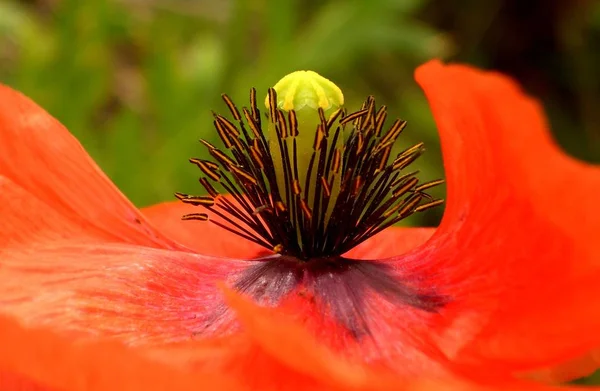 美丽的野生罂粟花的特写 — 图库照片