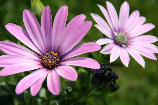 Schöne Blumen Blumiges Konzept Hintergrund — Stockfoto