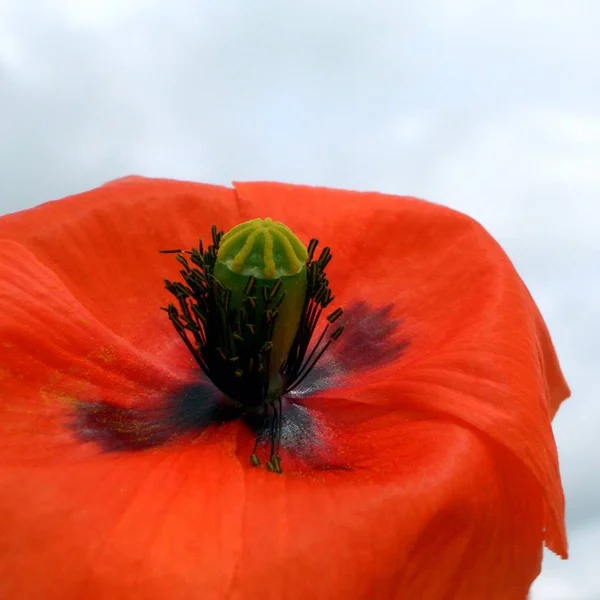 美しい野生のケシの花の近景 — ストック写真